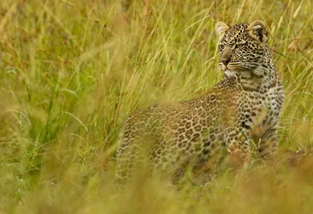 a leopard is standing in the tall grass