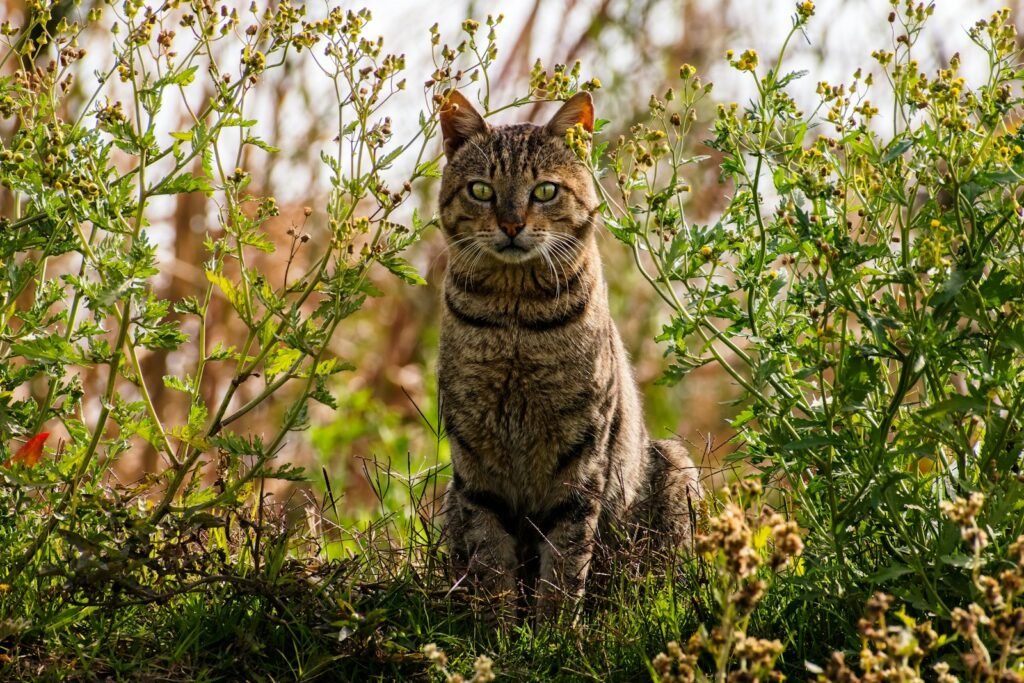 a cat sitting in the middle of a field