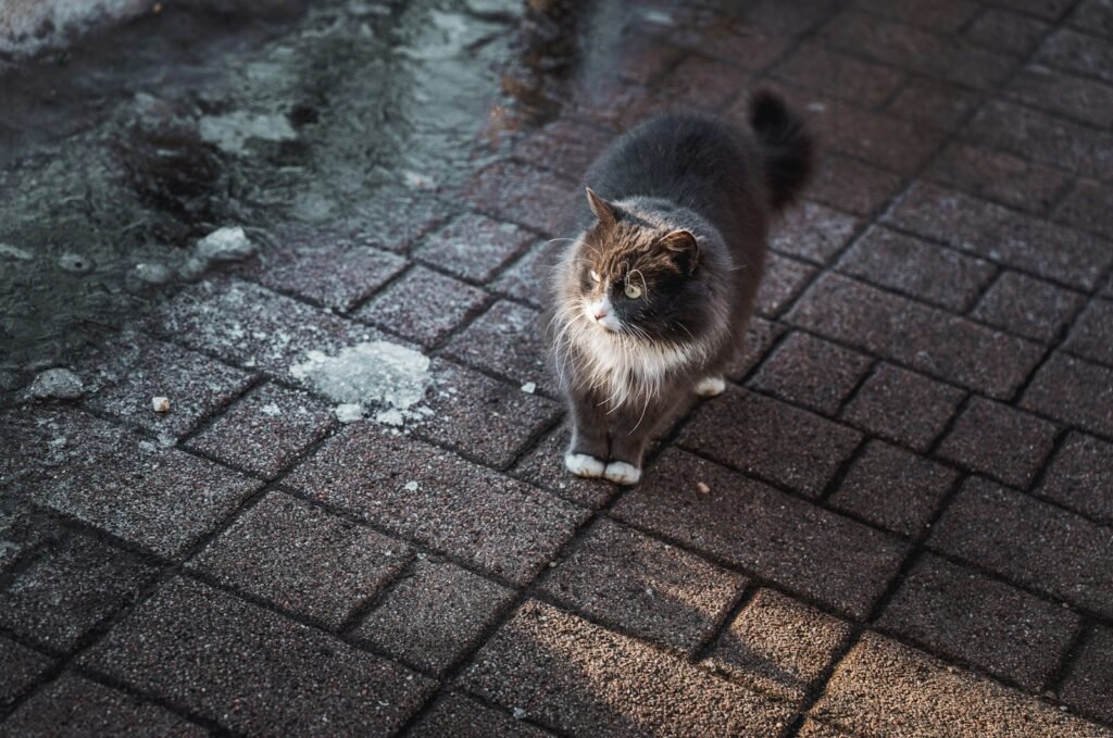 Cat Superstition A cat standing on a brick walkway next to a body of water