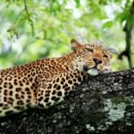 amazon rainforest: selective focus photography of brown leopard