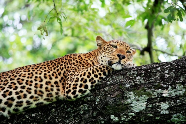 amazon rainforest: selective focus photography of brown leopard