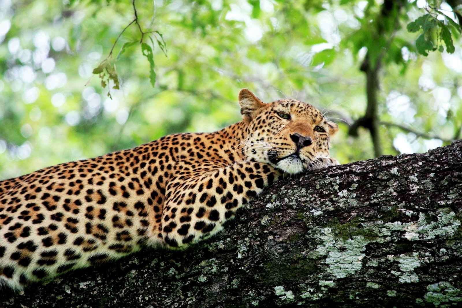 amazon rainforest: selective focus photography of brown leopard