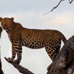 leopard on top of tree during daytime