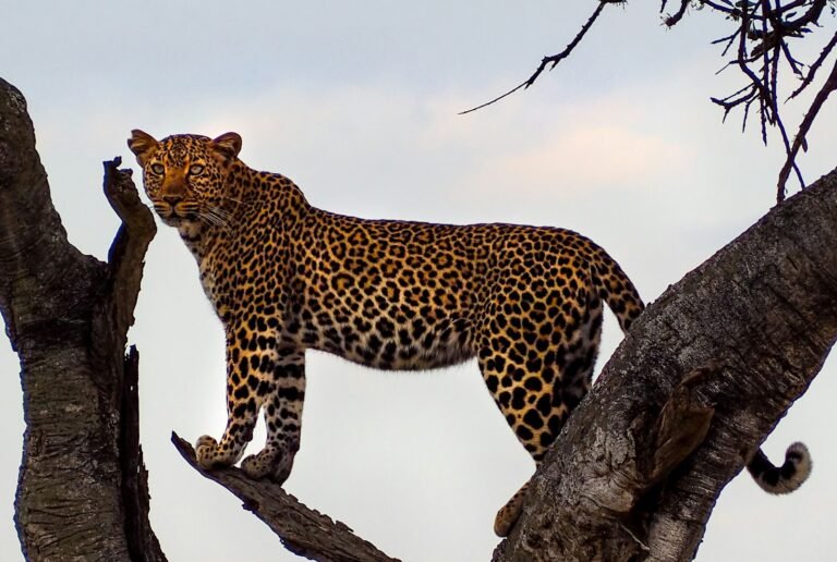 leopard on top of tree during daytime