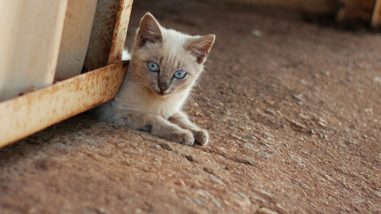 A cat is partially hidden behind a metal container, with only its ears and eyes visible. The cat is alert, observing its surroundings.
