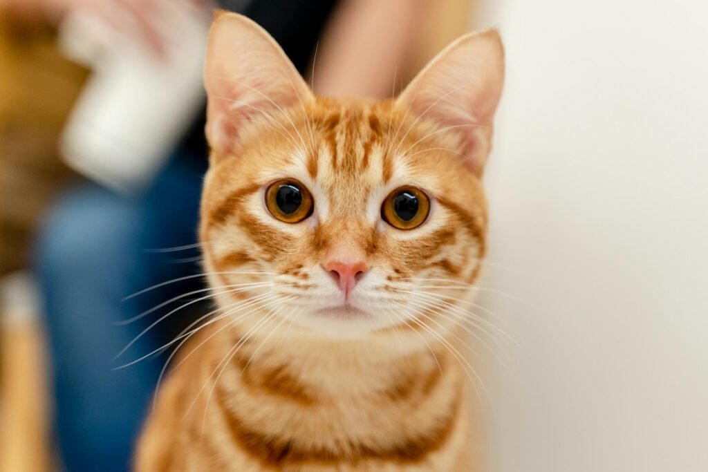 Unexpected Health Benefits of Owning a Cat