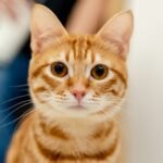 orange tabby cat in blue background