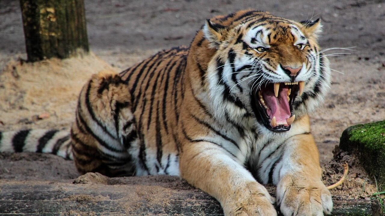 A tiger lying on the ground, roaring fiercely, showcasing its powerful physique and alert demeanor.