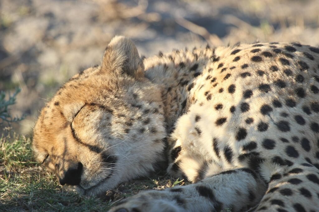Vocal Cat animal, sleep, wildcat, mammal, leopard, wild, botswana, safari, nature, savannah, brown nature, brown animals, brown sleep, brown sleeping, brown natural, cheetah, leopard, cheetah, cheetah, cheetah, cheetah, cheetah