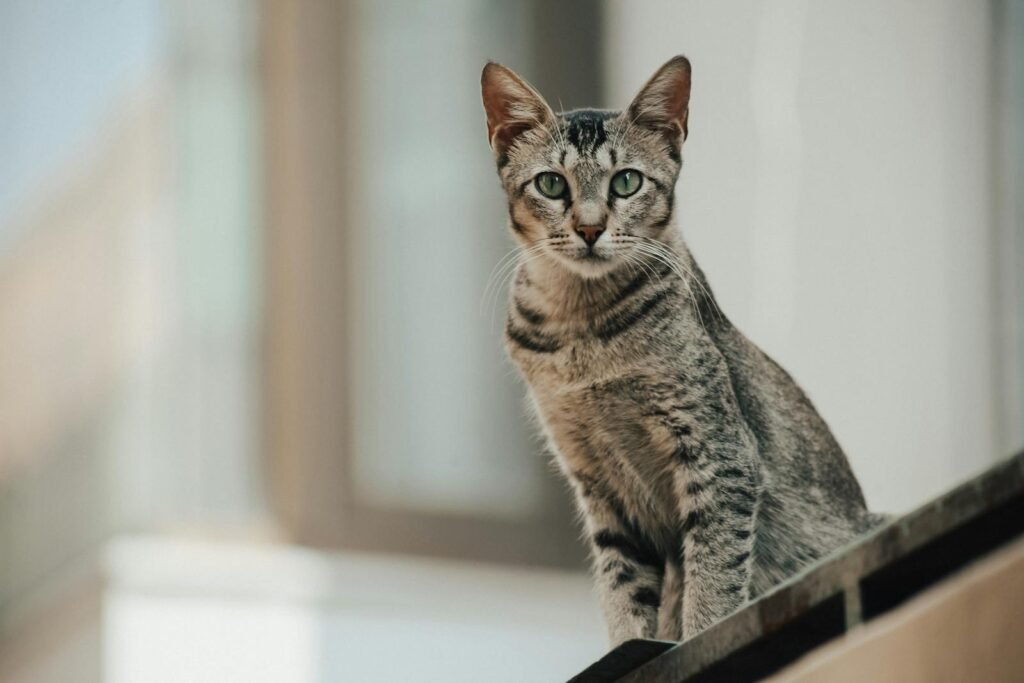 Close-up of an Egyptian Mau cat with striking green eyes against a blurred backdrop.