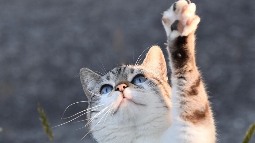 A blue-eyed cat stands on its hind legs, reaching up with one paw in an open outdoor setting.