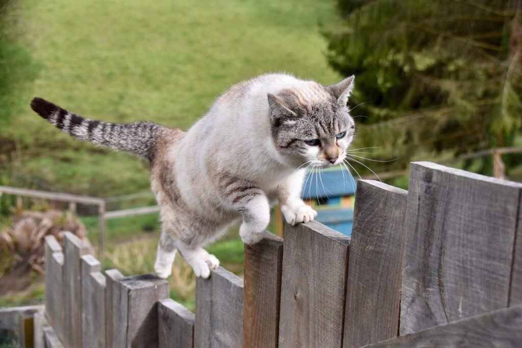 cat, feline, cat walker, balance, chat agile, agility, paw of cat, claws of the cat, cat on pole, pussy cloud, kitten, alley cat, european cat, animal, pet, fur, nature, balance, agility, agility, agility, agility, agility