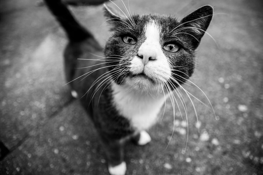 Cats’ Night Vision
cat, black, white, animal, feline, nature, pet, eyes, portrait, gray portrait, gray eye, gray pets, cat, cat, cat, cat, cat
