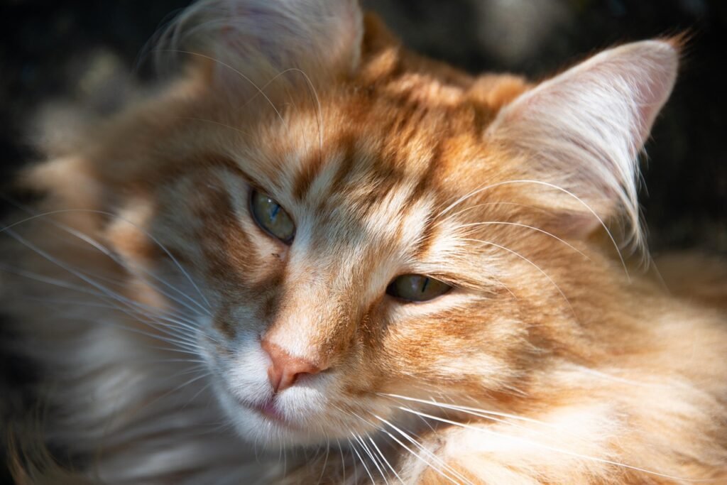 Cat Stereotype cat, pet, nature, norwegian, forest, ginger, face, fur, animal, head, fluffy