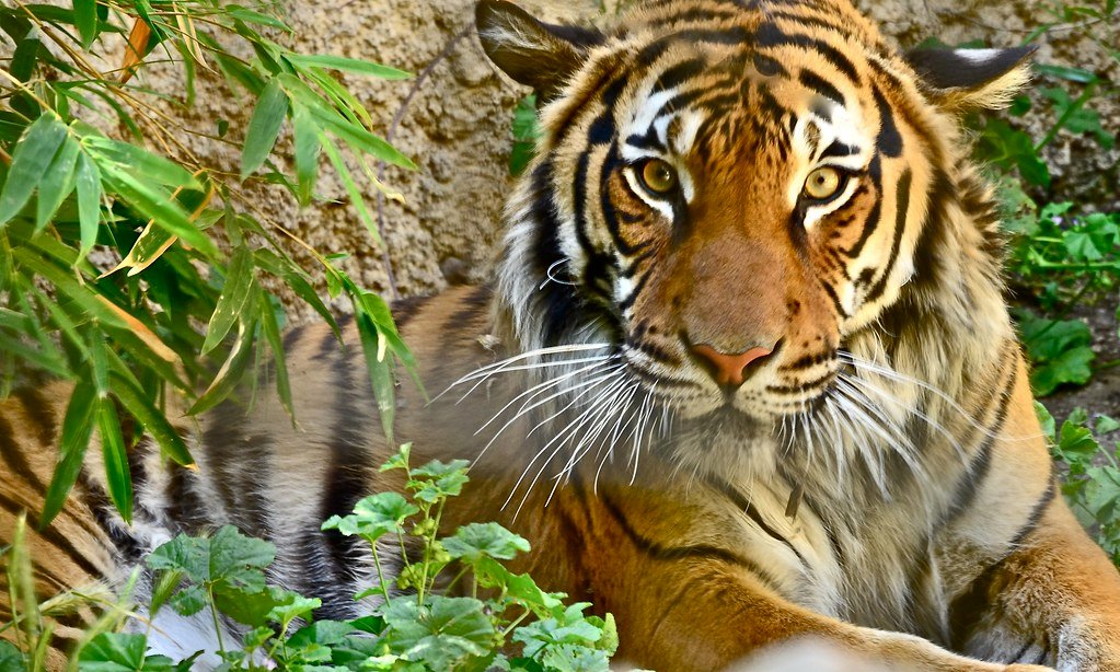 About Big cats