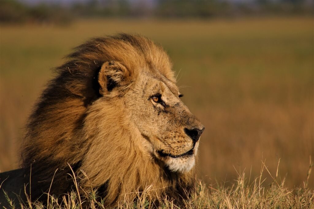 How Big Cats Use Their Sense of Smell to Hunt at Night