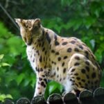 serval, animal, zoo, wild animal, wildlife, africa, nature, predator, dangerous, mammal, masculine, serval, serval, serval, serval, serval