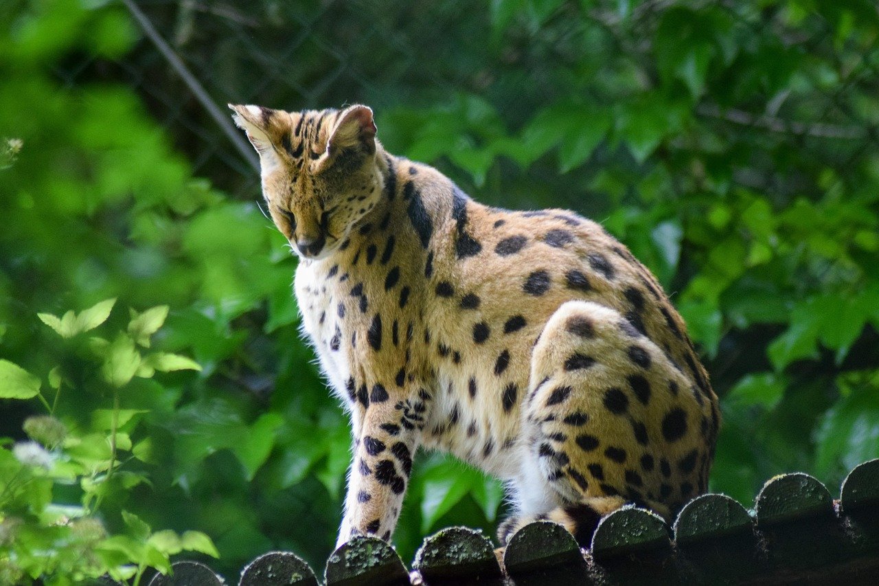 serval, animal, zoo, wild animal, wildlife, africa, nature, predator, dangerous, mammal, masculine, serval, serval, serval, serval, serval