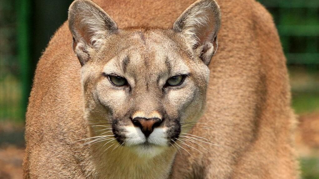 A close-up of a puma with a focused gaze, highlighting its sharp features and muscular build, standing in a grassy area during daylight, showcasing its adaptability and keen vision.