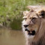 Why Do Big Cats Have Shorter Lifespans Than Domestic Cats?