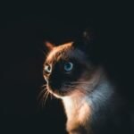 siamese cat, cat, pet, kitten, animal, domestic cat, feline, mammal, nature, cat face, dark, closeup, portrait, siamese cat, cat, cat, cat, cat, cat, kitten, dark