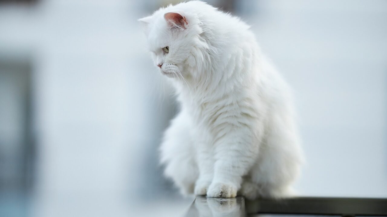 A fluffy white cat sitting on a reflective surface looking down with a soft blurred background