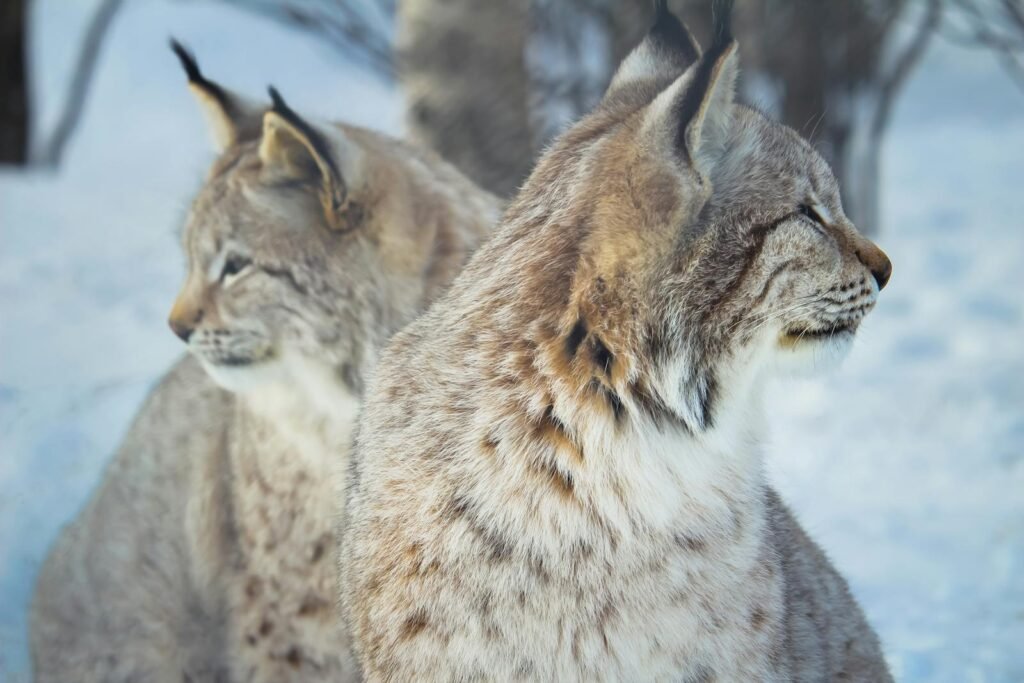 Pair of lynxes in snowy landscape, beautifully capturing winter wildlife.
