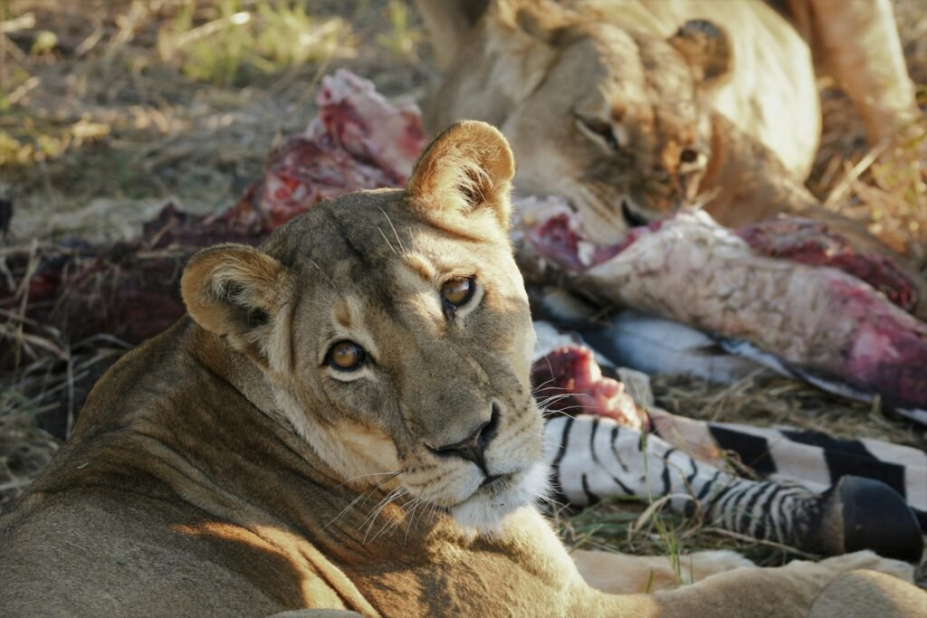 climate change: brown lioness lying on ground during daytime