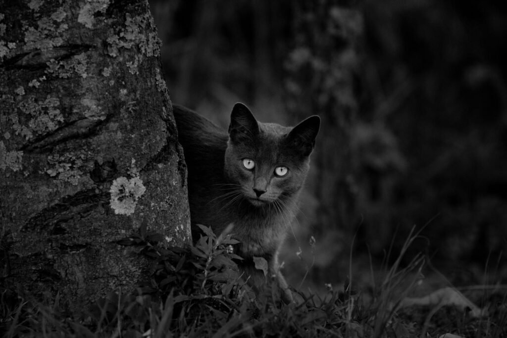 Hypoallergenic Cat Breeds: Myth or Reality?