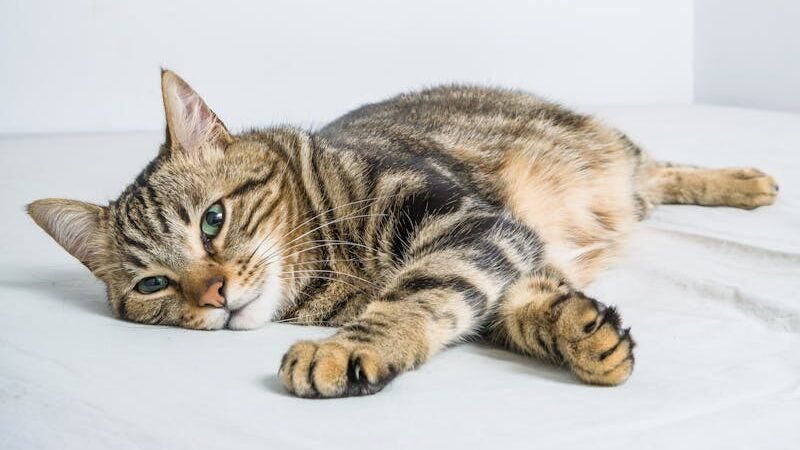 A relaxed tabby cat lying on its side on a white bed, looking calm and comfortable in a minimalist indoor setting.