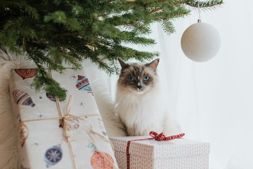A fluffy ragdoll cat sitting under a Christmas tree surrounded by festive gifts.
