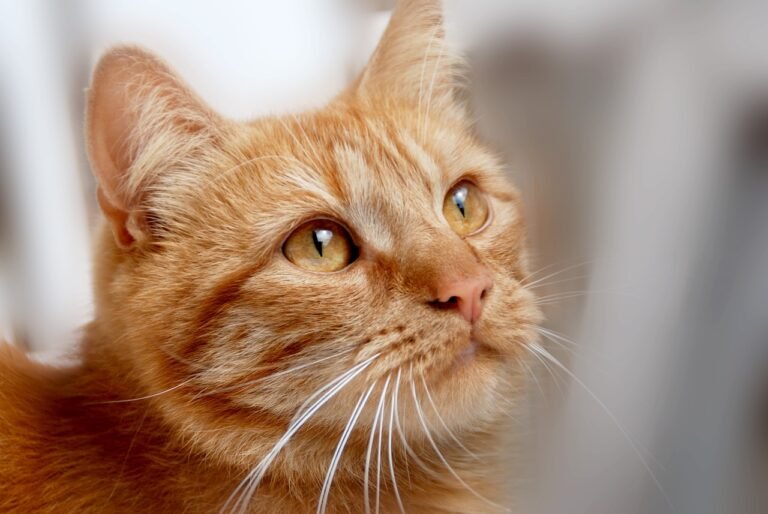 How Cats Use Their Tails to Communicate