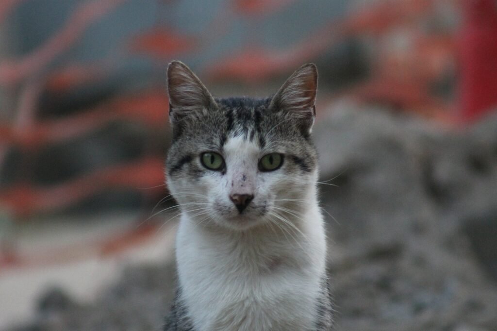 The Hidden World of Feral Cats in Urban Areas