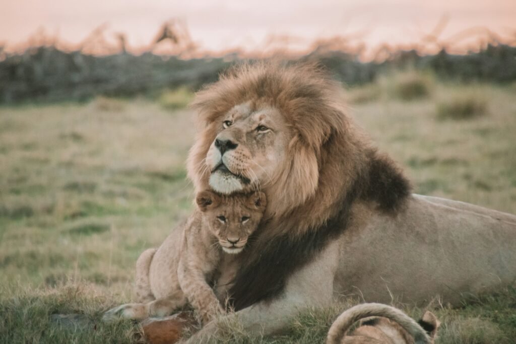 Lion and cub