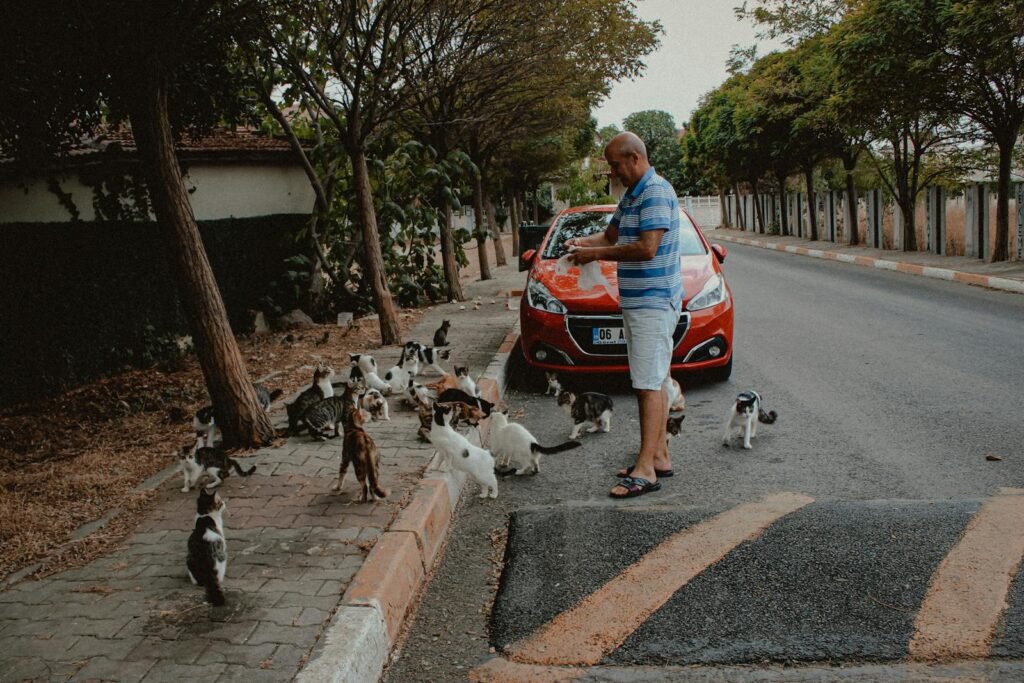 A man feeds a gathering of stray cats by a roadside, showcasing kindness in urban life.