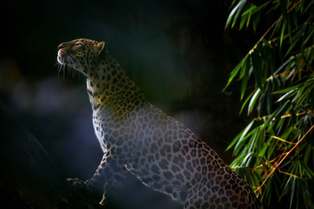 Cat Weather leopard, cat, pet, feline, wild, wilderness, animal, leopard, leopard, leopard, nature, leopard, leopard