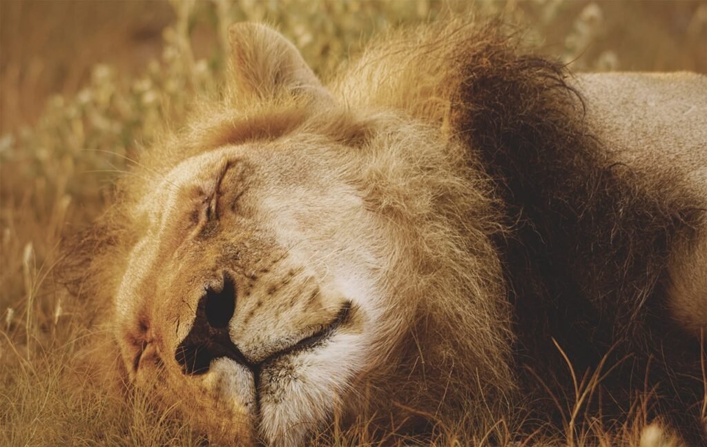 How Big Cats Use Camouflage
