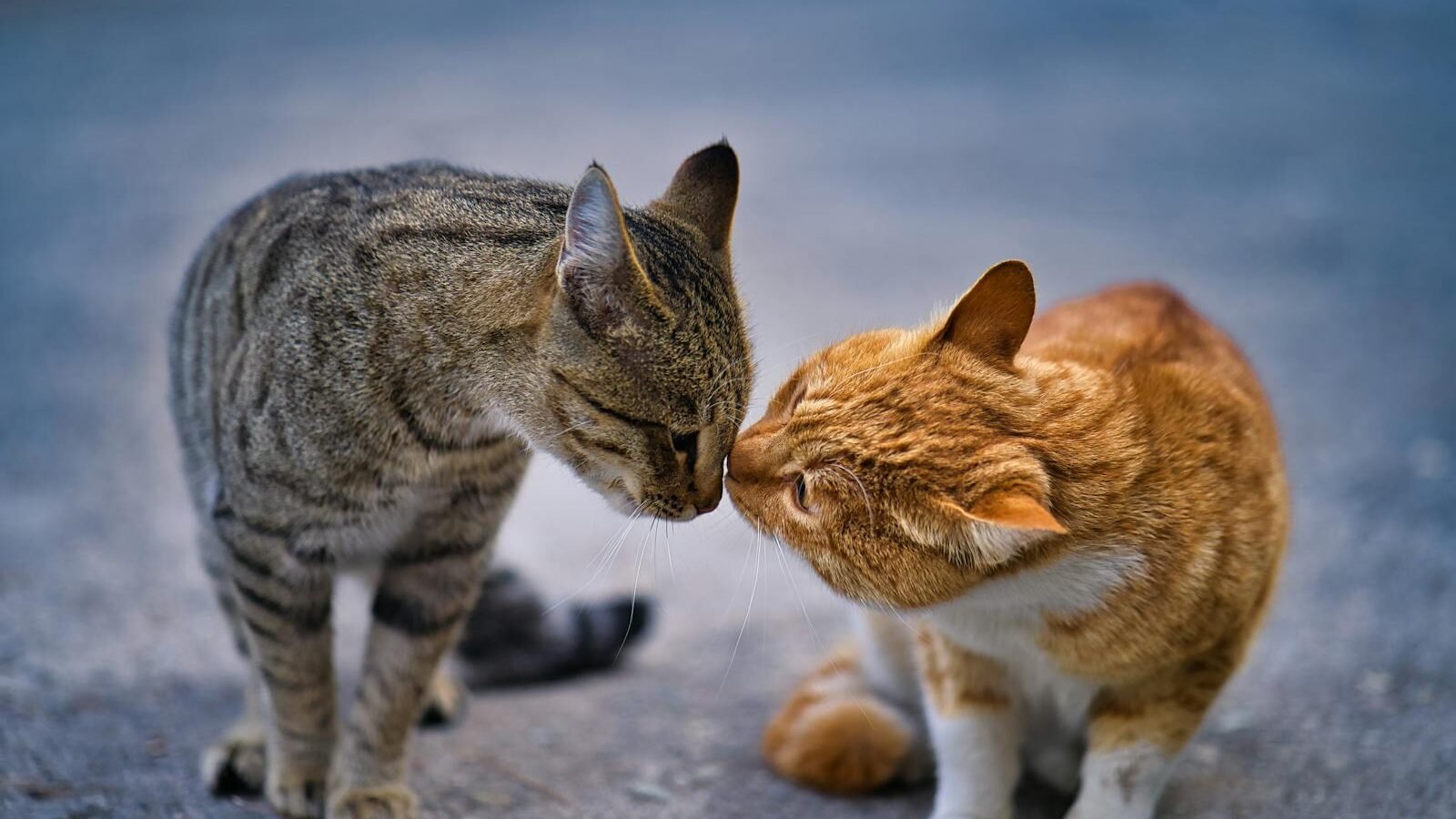 wo Asian cats, one tabby and one orange, gently touching noses in a display of affection, set against a soft, blurred outdoor background.
