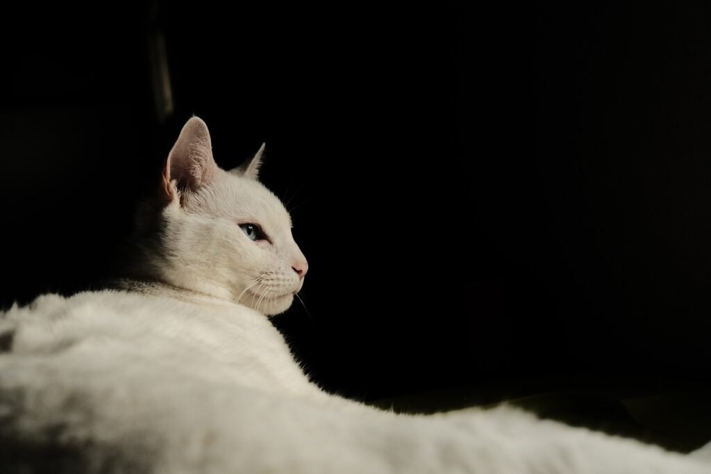 Cat Calm