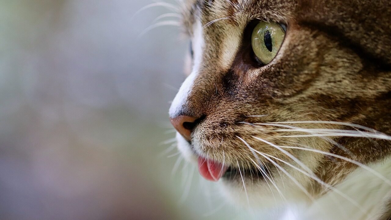 A close-up of a tabby cat sticking out its tongue, appearing to be observing something intently.