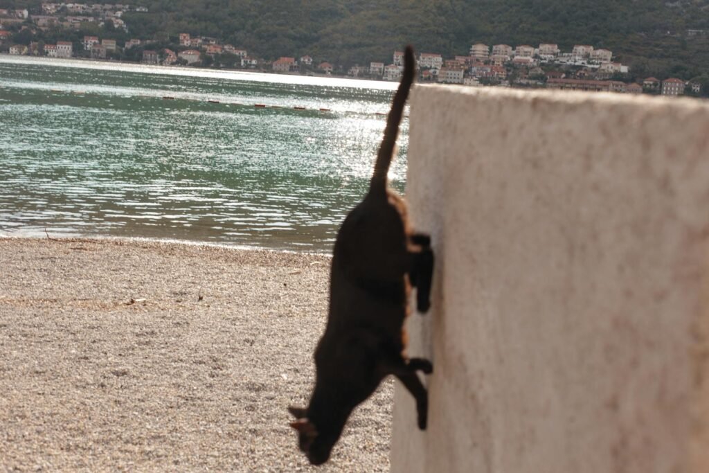 A cat gracefully leaps from a wall at a picturesque lakeside with a village view.