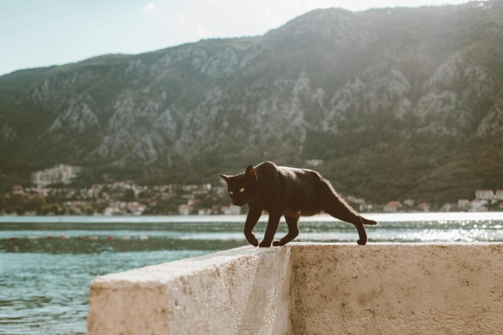 Black cat gracefully walking on a seaside concrete wall with mountain backdrop.