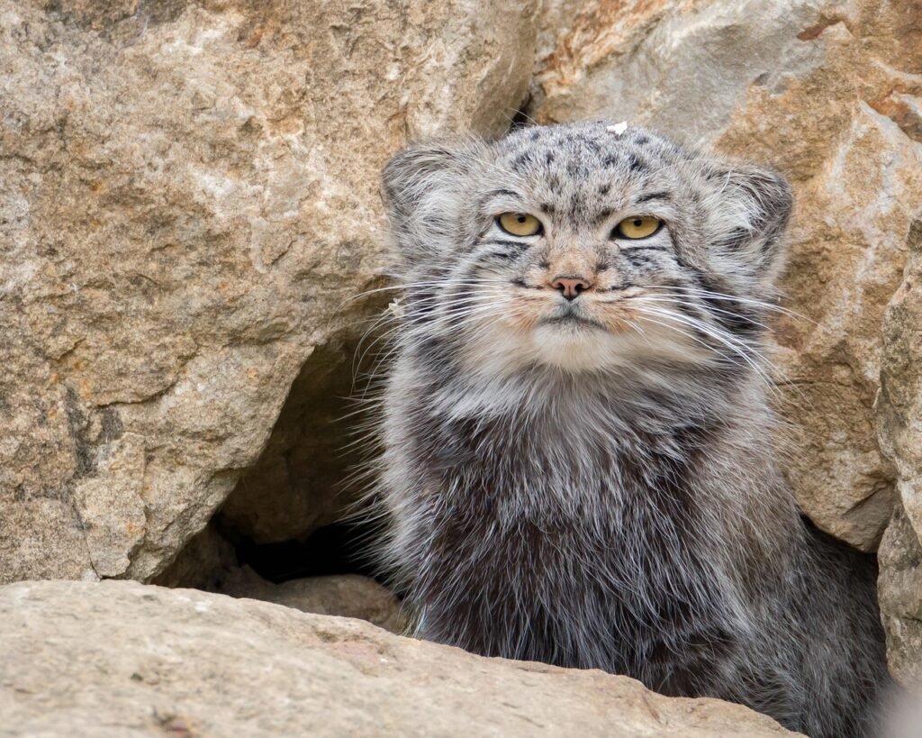 pallass, feline, cat, carnivore, mammal, animal, asian, elegant, face, fauna, nature, wildlife