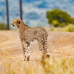 Maintaining Biodiversity