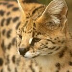 Cat Breeds That Look Like They Belong in the Wild