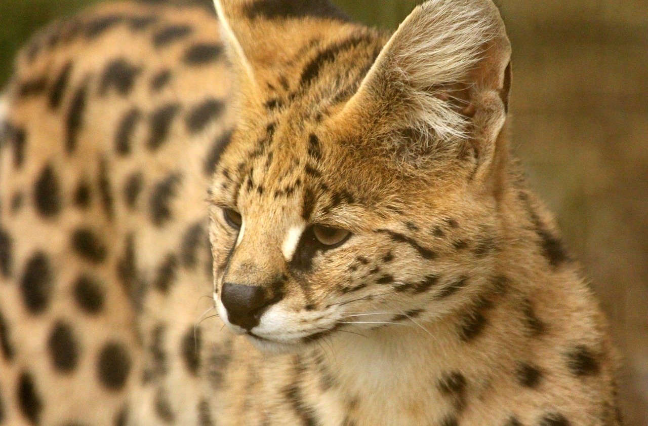 Cat Breeds That Look Like They Belong in the Wild