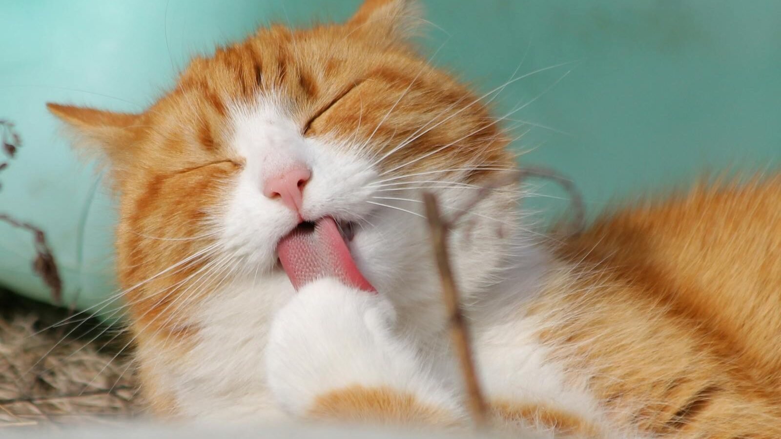 A fluffy orange and white cat peacefully licking its paw while basking in the sunlight, enjoying a moment of self-grooming.