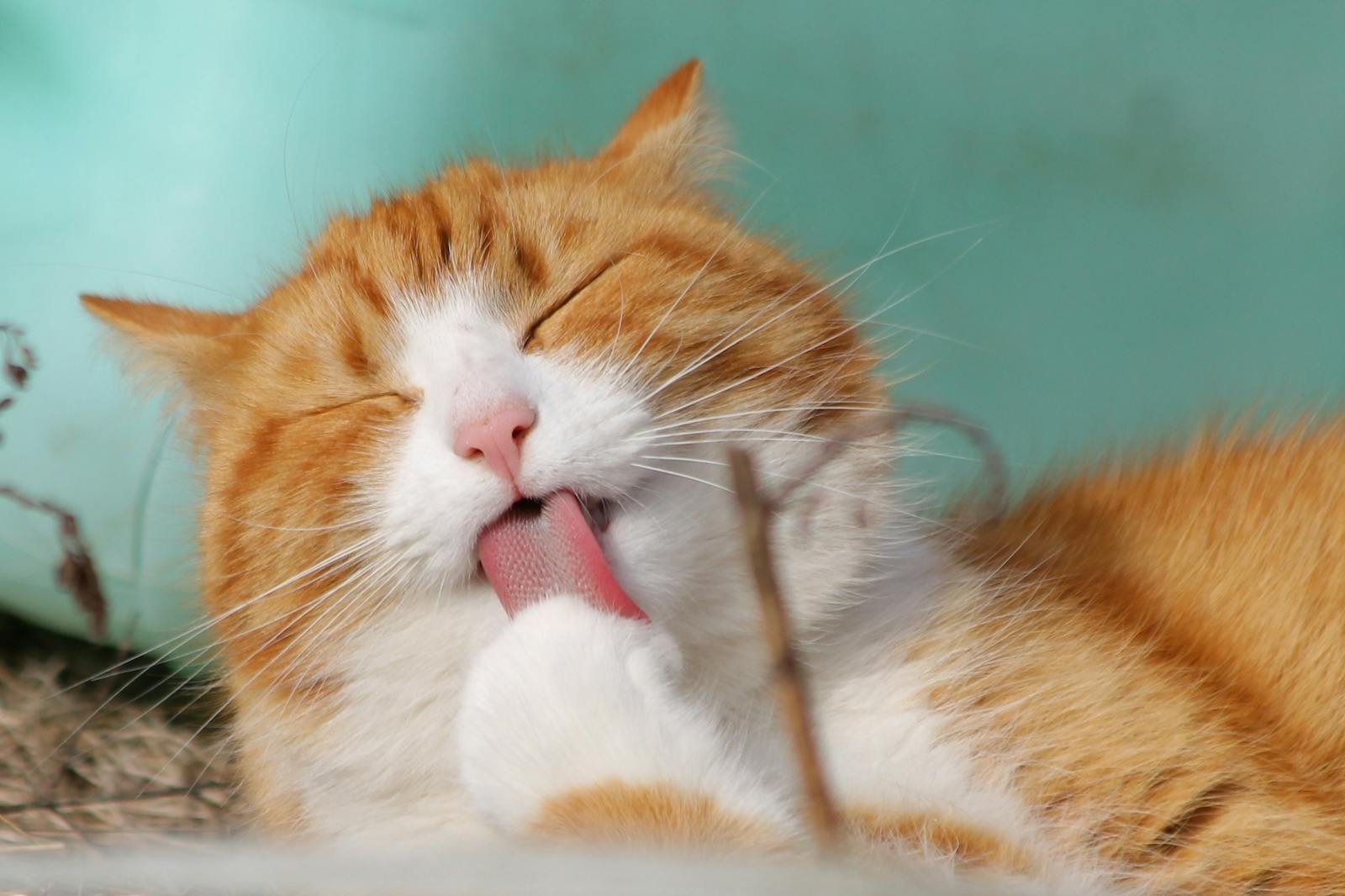 A fluffy orange and white cat peacefully licking its paw while basking in the sunlight, enjoying a moment of self-grooming.