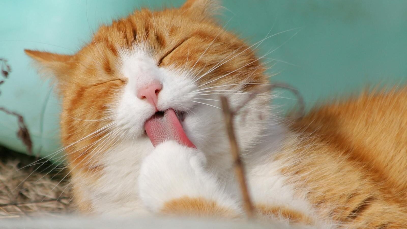 A fluffy orange and white cat licking its paw while resting outdoors, appearing content and relaxed.