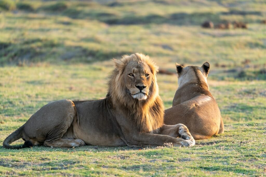 How Big Cats Use Camouflage to Hunt and Evade Predators